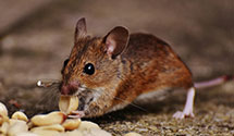 24 Hour & Emergency Exterminators in Port Washington, WI